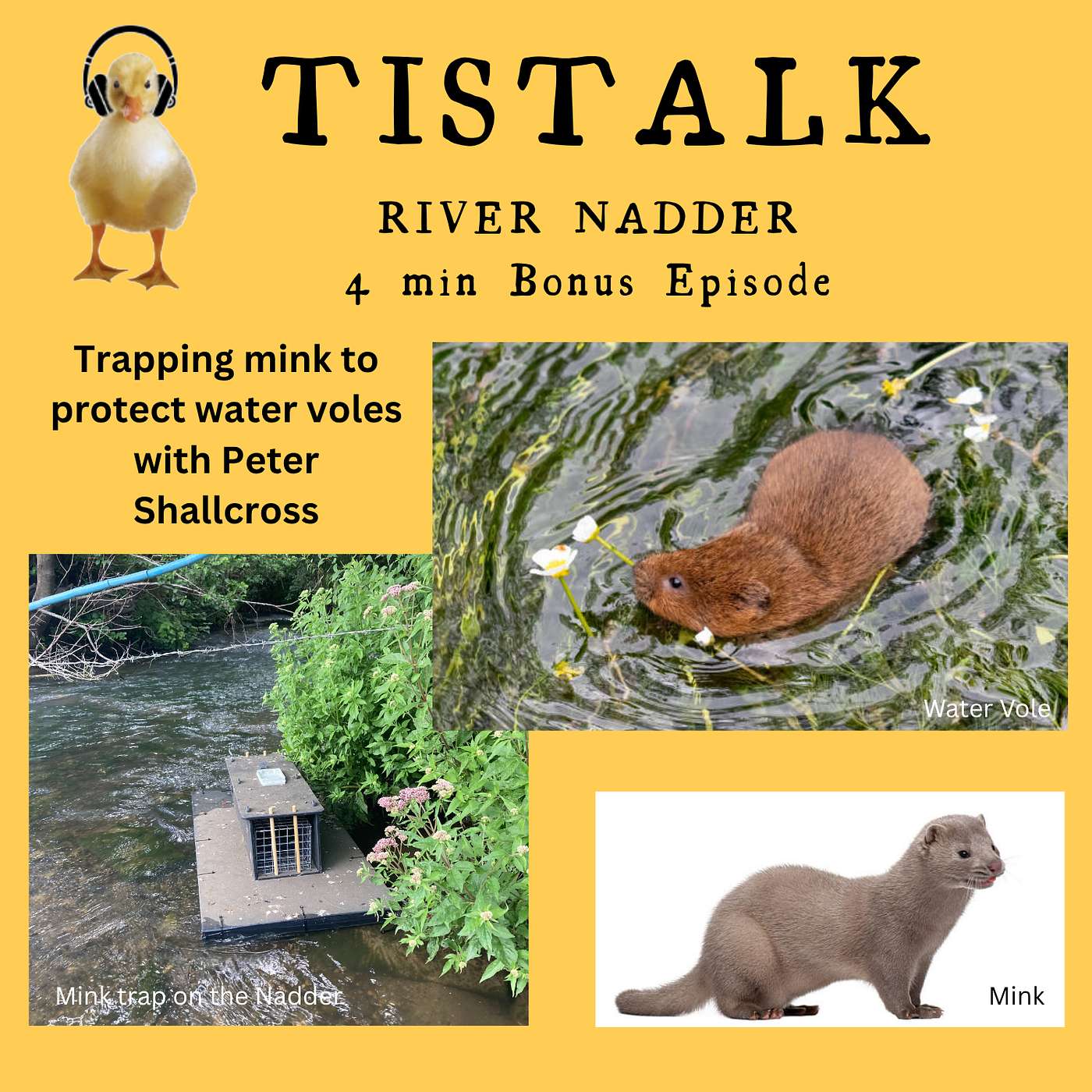 River Nadder: Mink Trapping River Nadder: Mink Trapping