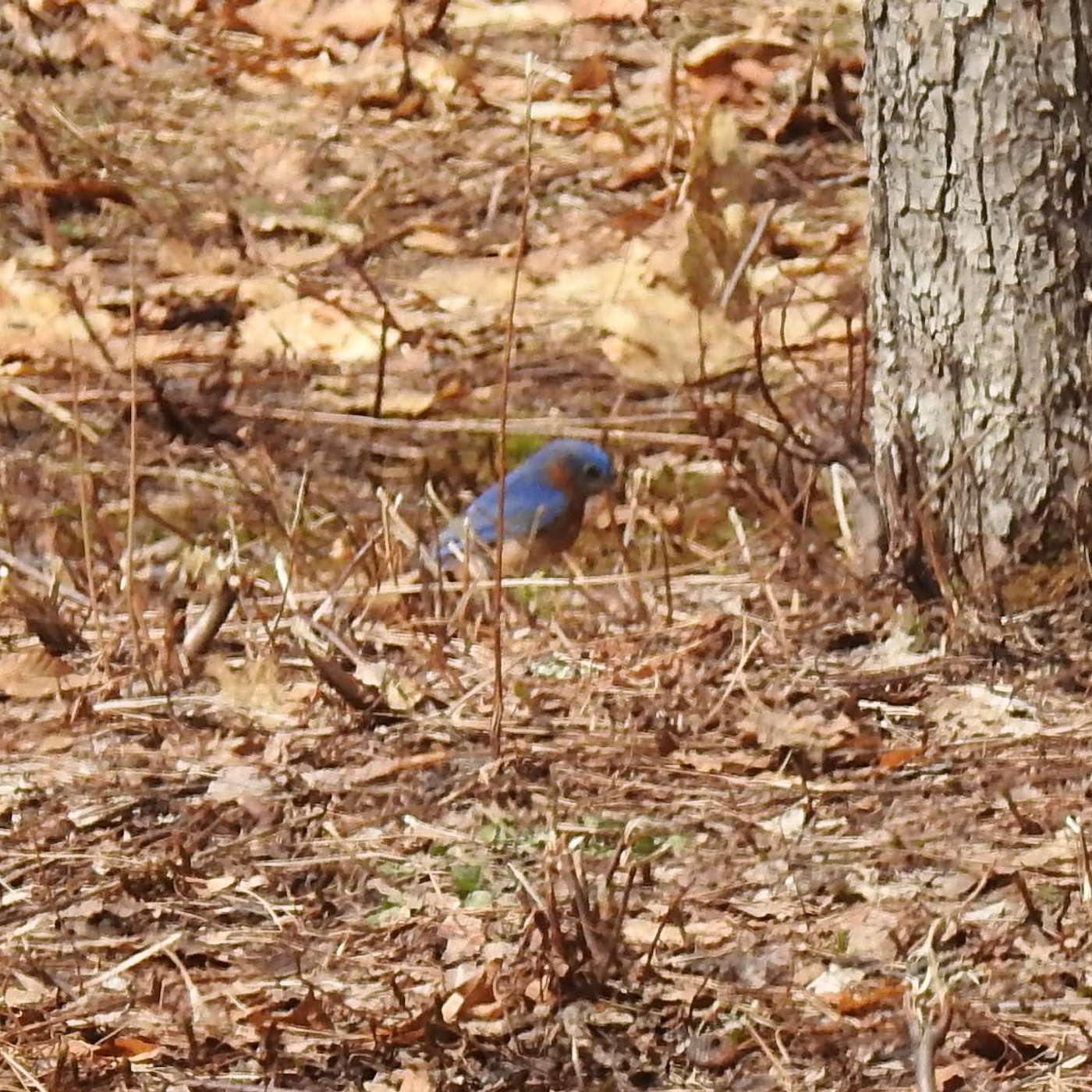 BLUE BIRDS