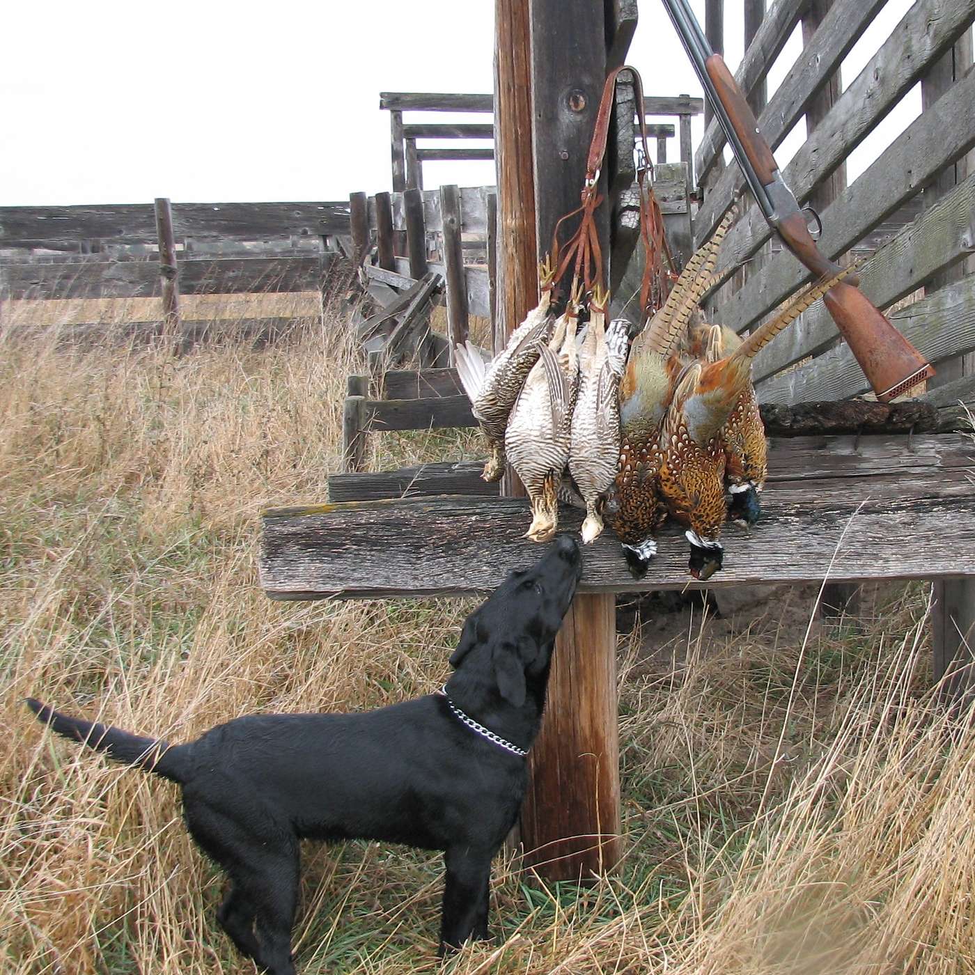 Combination Limit - Pheasants & Prairie Chickens in Nebraska episode artwork