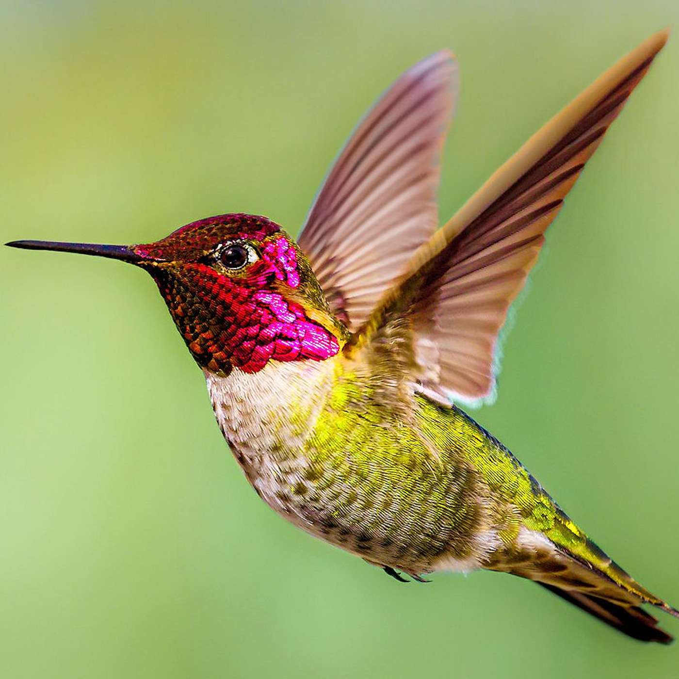 Hummingbirds episode artwork