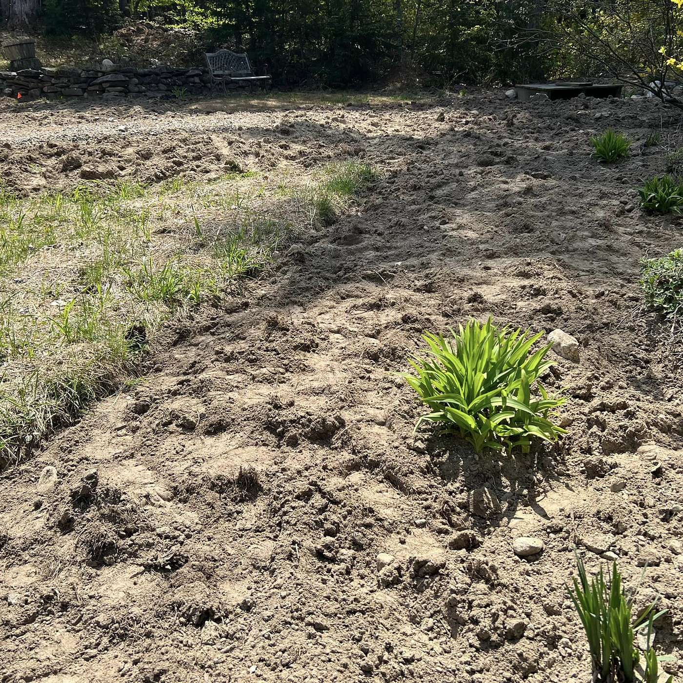 THE GARDEN OF MY DREAMS