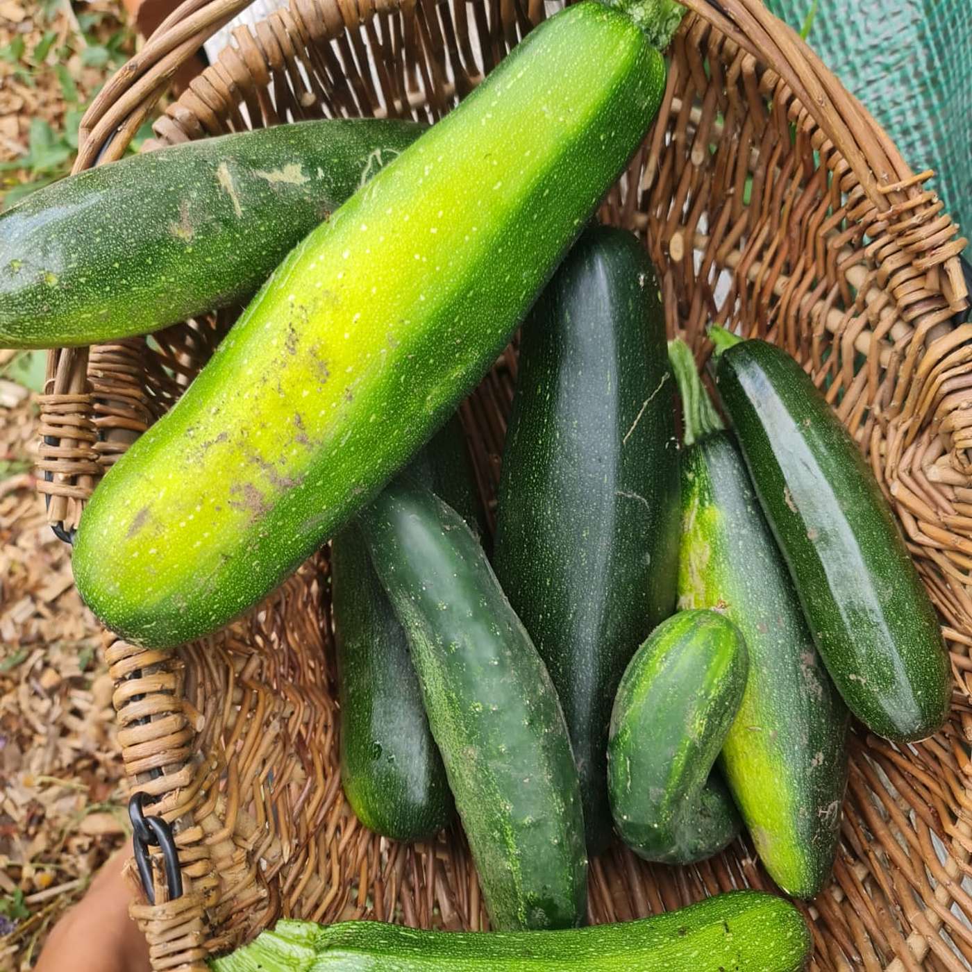 Allotment Diaries Podcast
