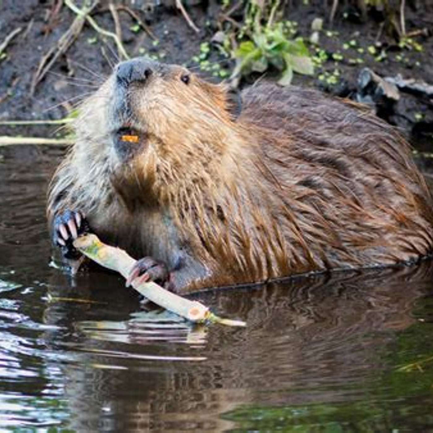 Beavers:  An important part of our environment!