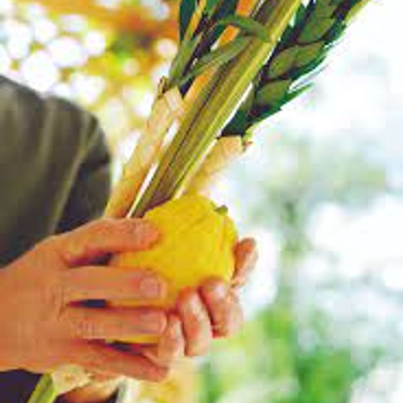 Episode 591 - Only 1 of Them Had a Lulav - But 2 Great Lessons