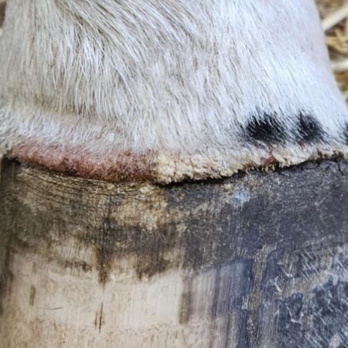 Episode 14 - The Coronary band, Coronitis and Coronary Band Dystrophy