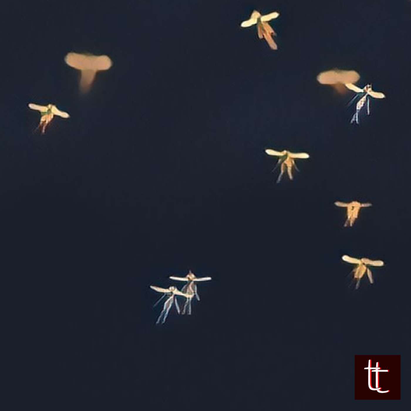 Tiny Tales