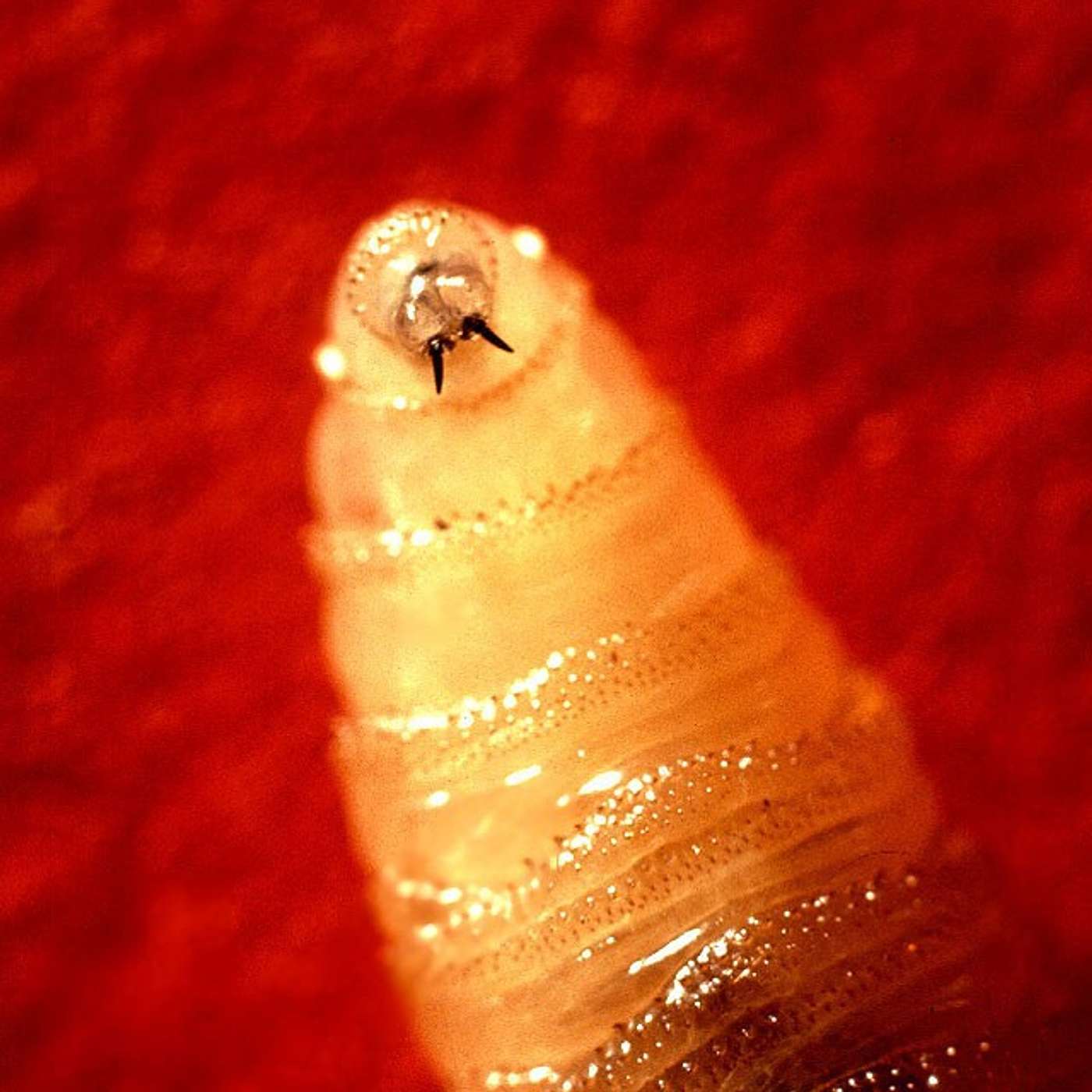 Standards - Screwworm Prevention episode artwork