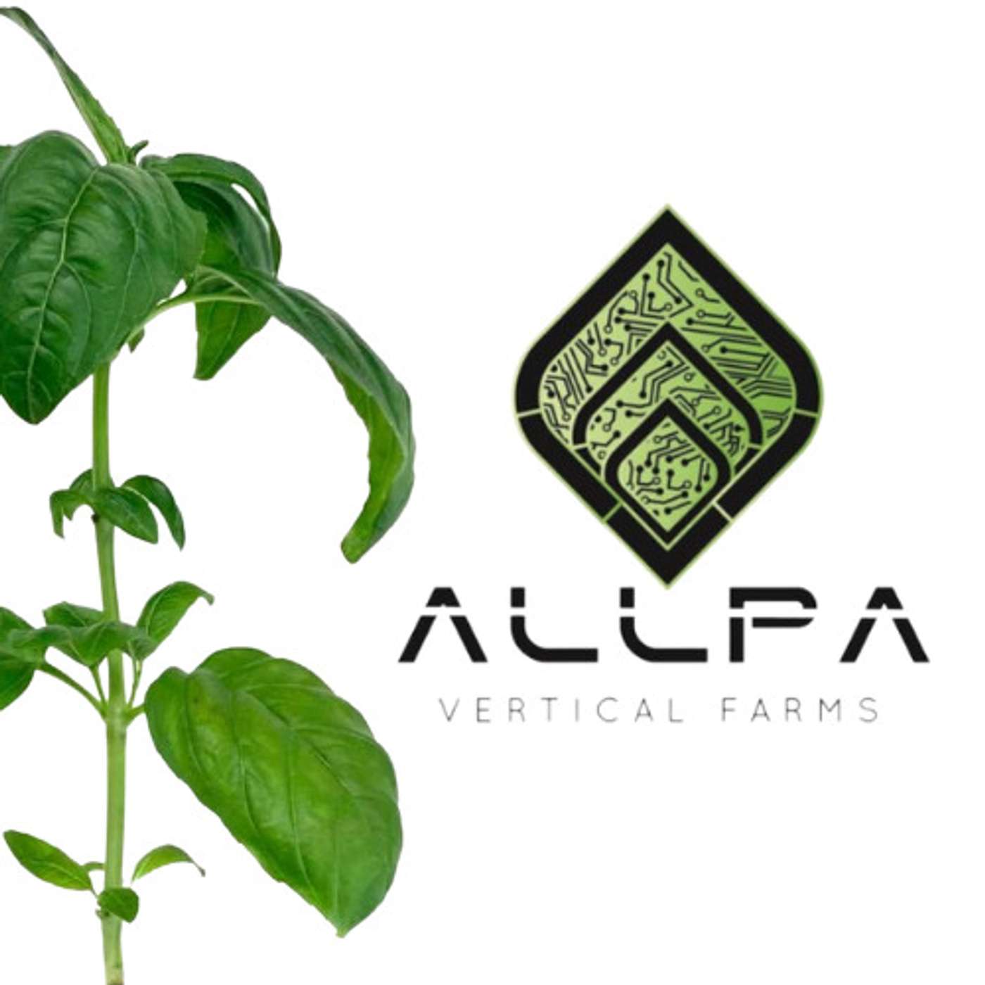 S4 E28 Interview with ALLPA Vertical Farm: Urban Farmers Growing Microgreens and Basil