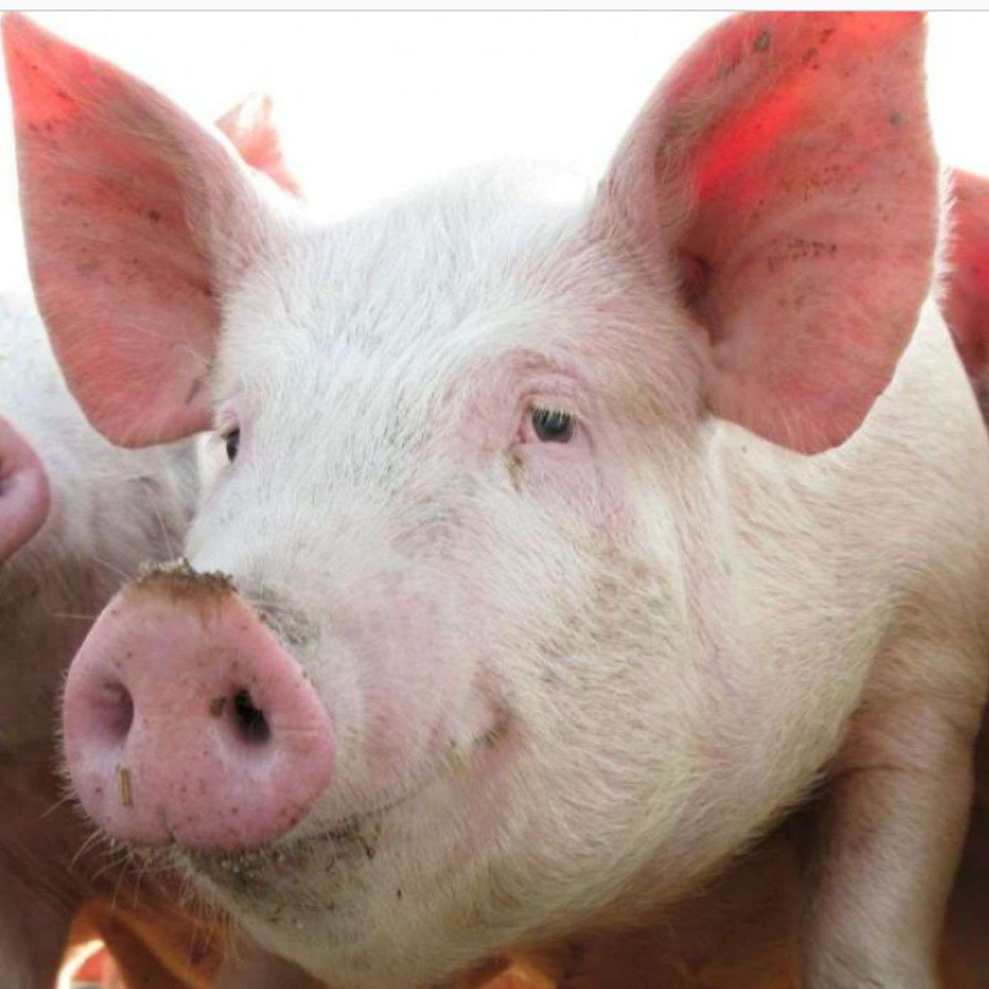 EPISODE 23 : What Does The Bible Say About Eating Pork? episode artwork