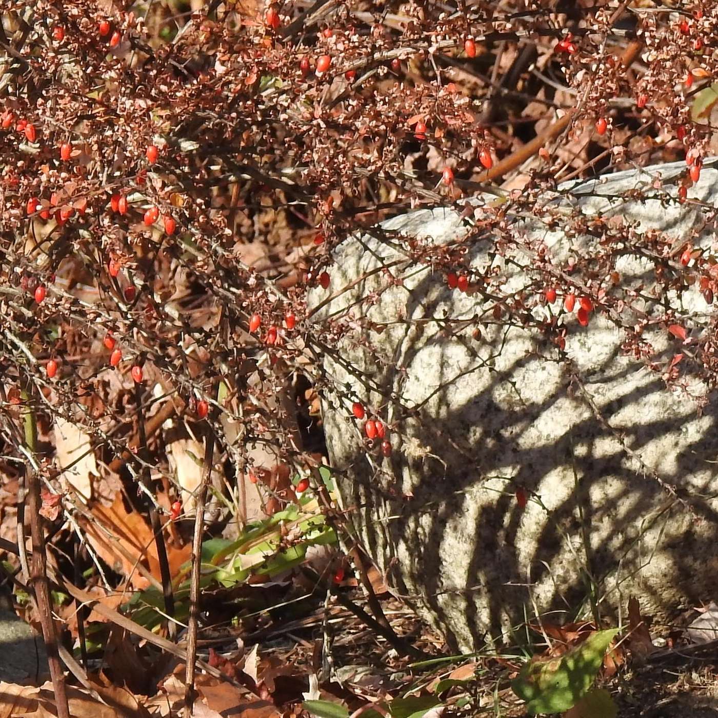 BARBERRIES