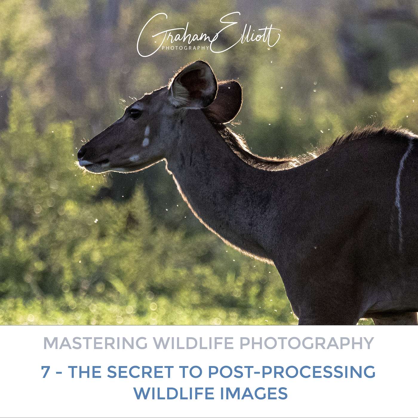 Mastering Wildlife Photography Part 7: The Secret to Post-Processing Wildlife Images Mastering Wildlife Photography Part 7: The Secret to Post-Processing Wildlife Images
