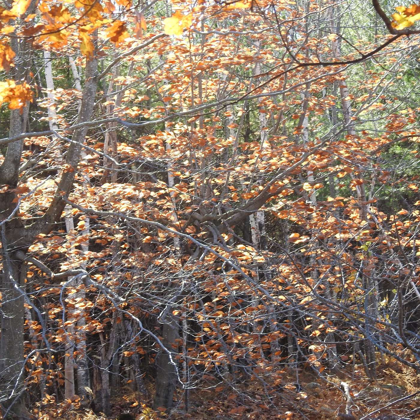 NOVEMBER WINDS