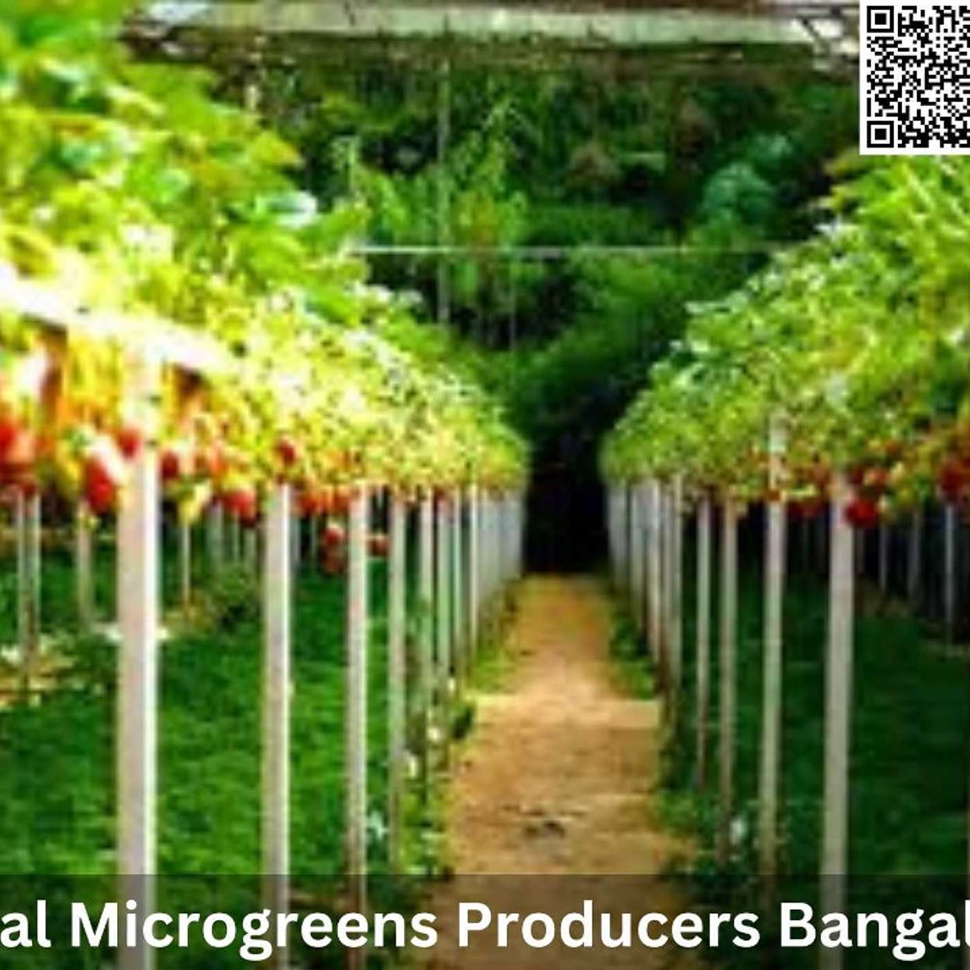 Local Microgreens Producers Bangalore: Growing a Greener Future Right in Your Neighborhood