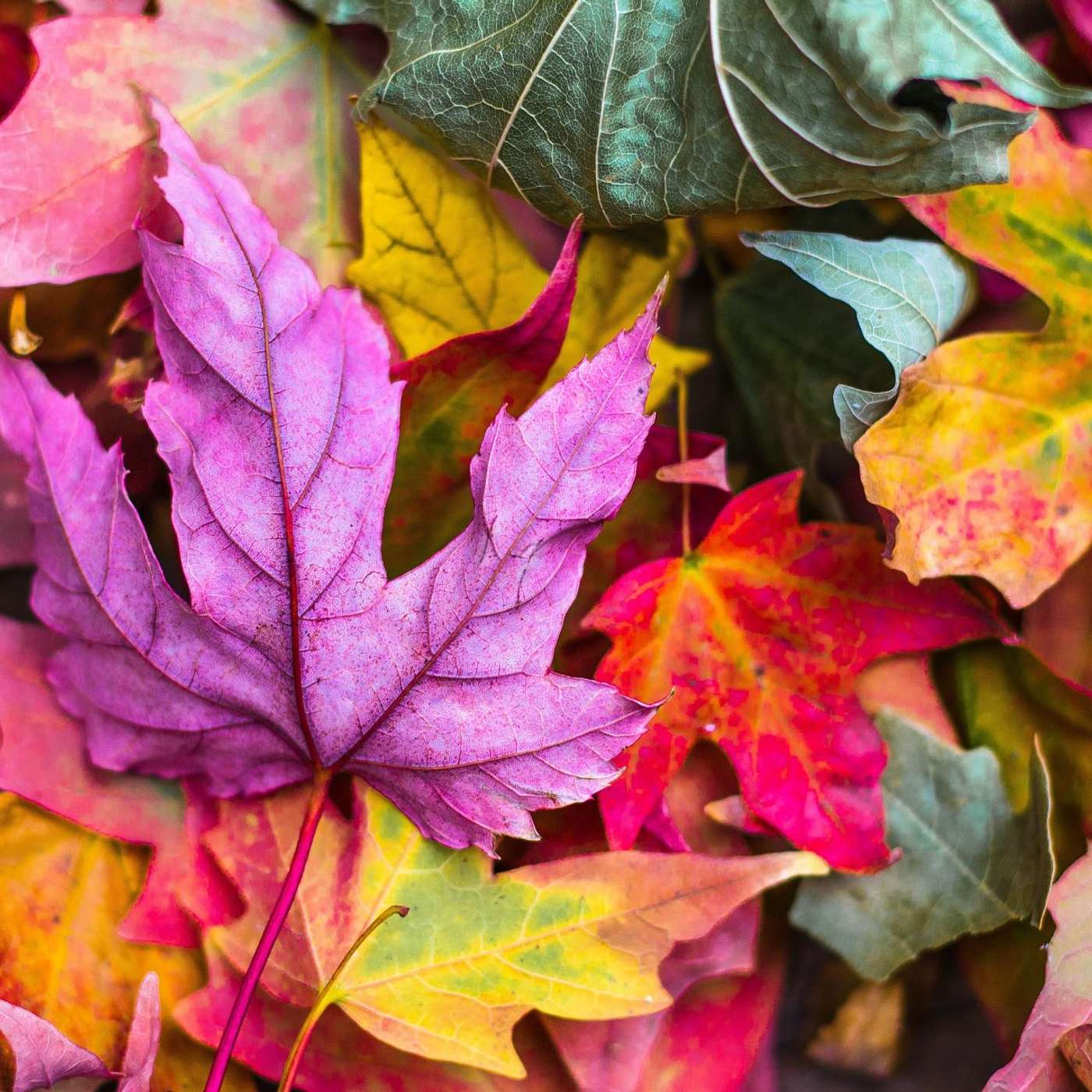 Sunday Service Podcast October 3rd – Alchemy of Relationship