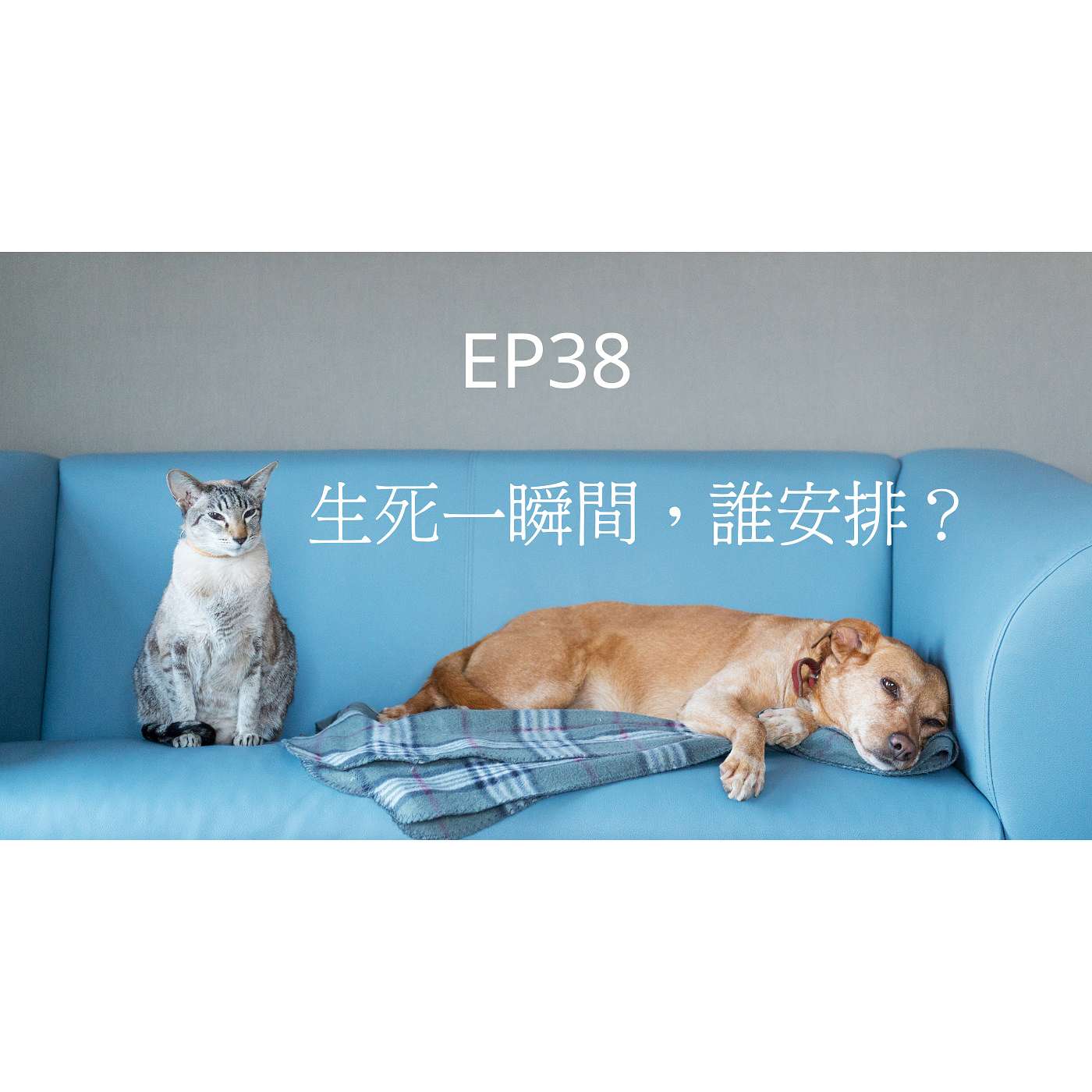 從0到1媒體人x斜槓EP38生死一瞬間！是命中注定？獸醫責任?還是主人疏忽? (柚子貍&安妮動物園) episode artwork