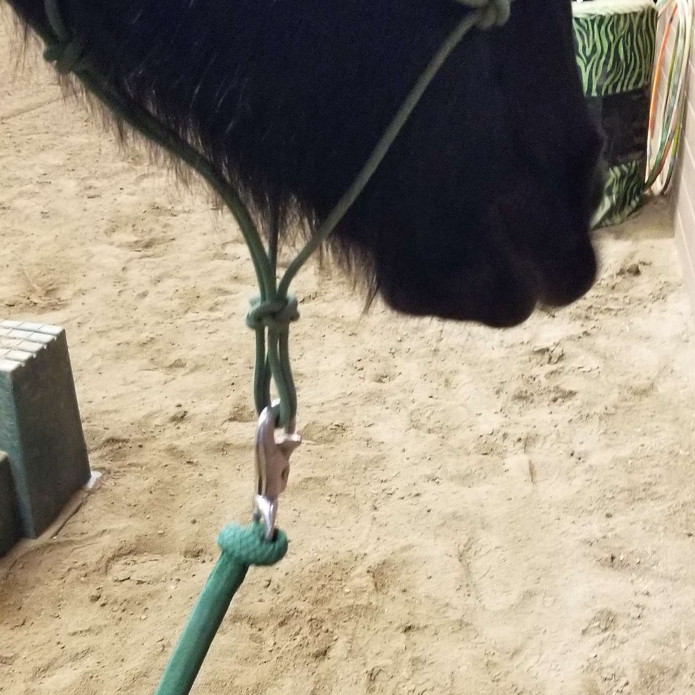 Ep-6 Rope Halters: Love'em or Leave'em?