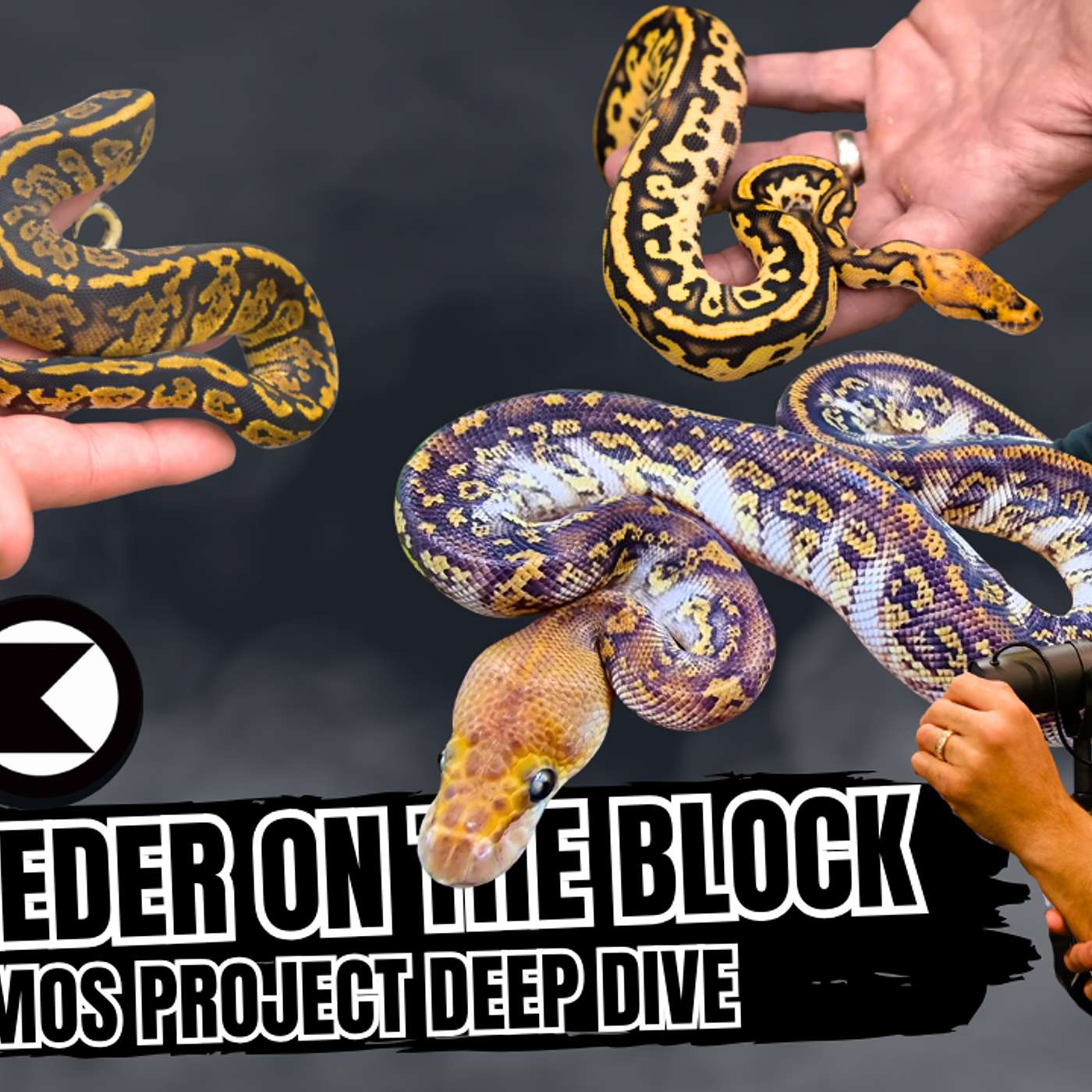 Update On The Kosmos Ball Python Gene & What Breeders Are REALLY Saying