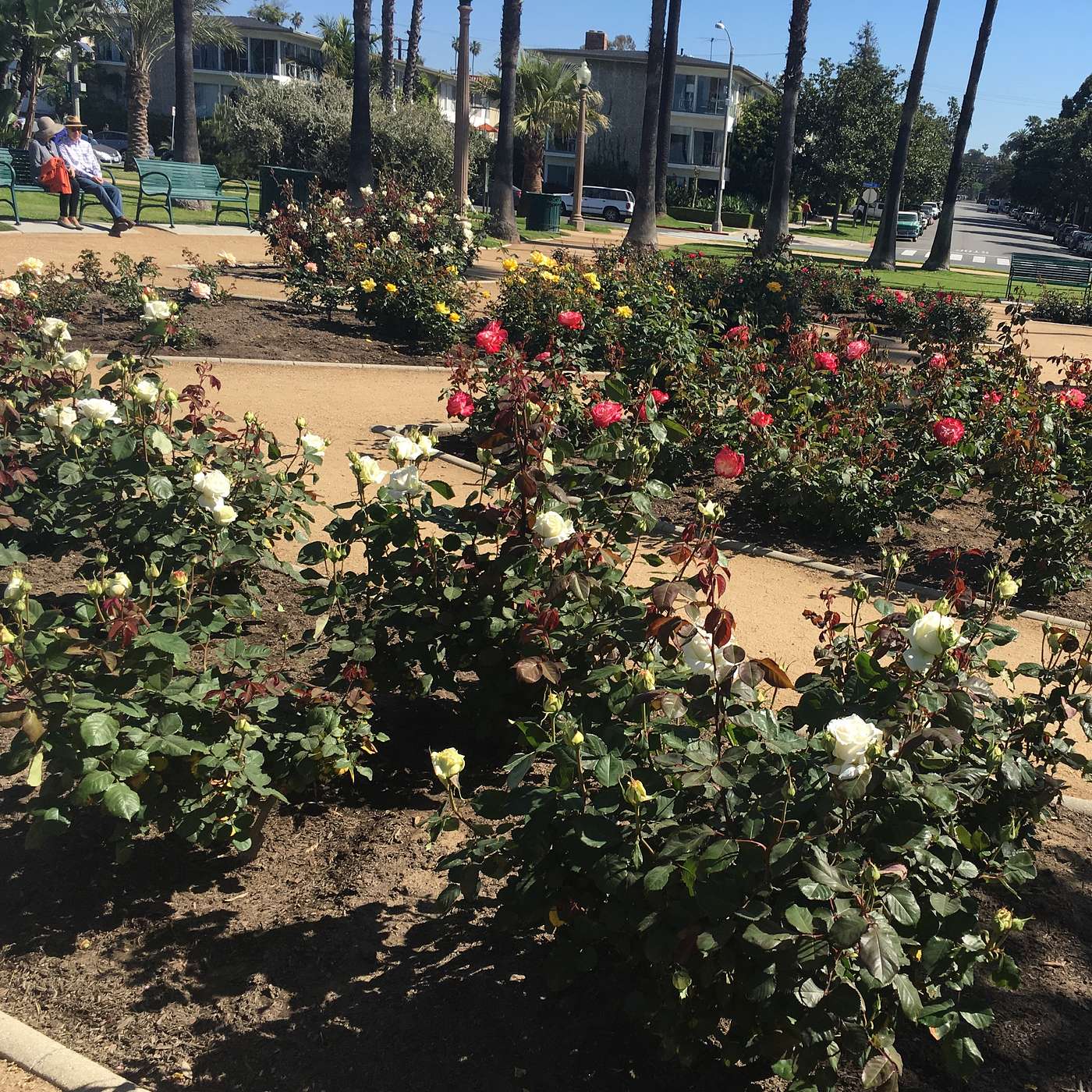 Dolci Show #17: In the Garden
