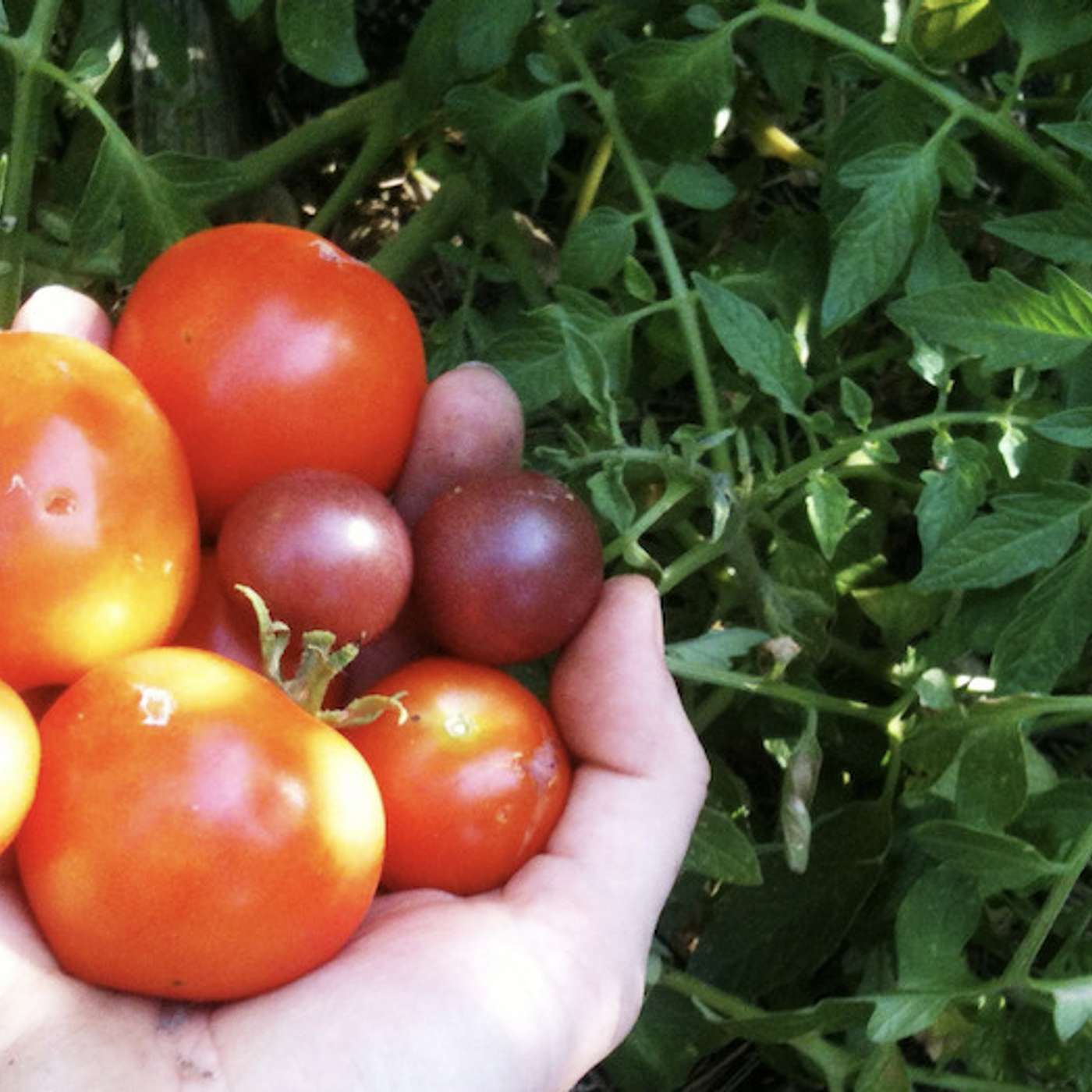 Growing Larger Tomatoes that Melt in Your Mouth