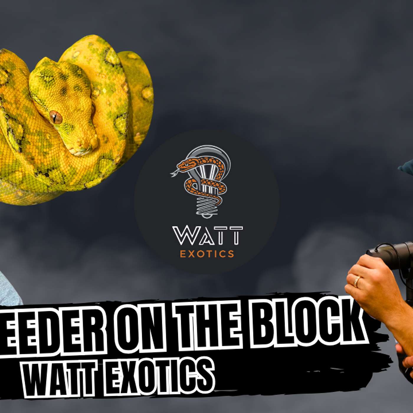 How To Have Fun Breeding Ball Pythons In 2025 | New Breeder On The Block Live