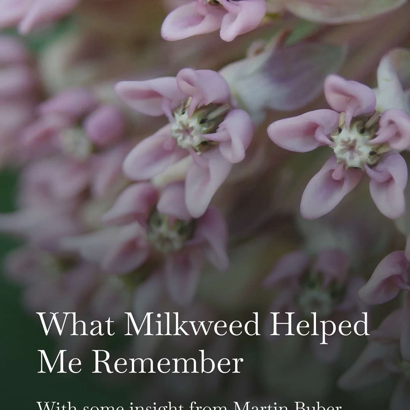 What the Milkweed Helped Me Remember episode artwork