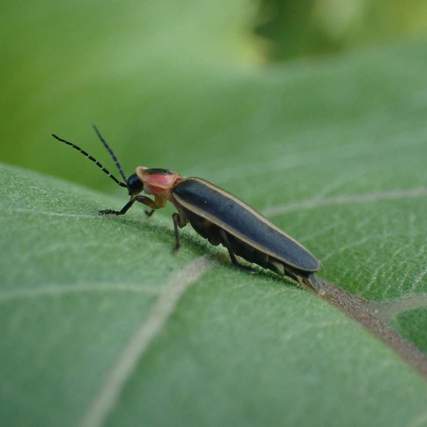 Bug Banter with the Xerces Society