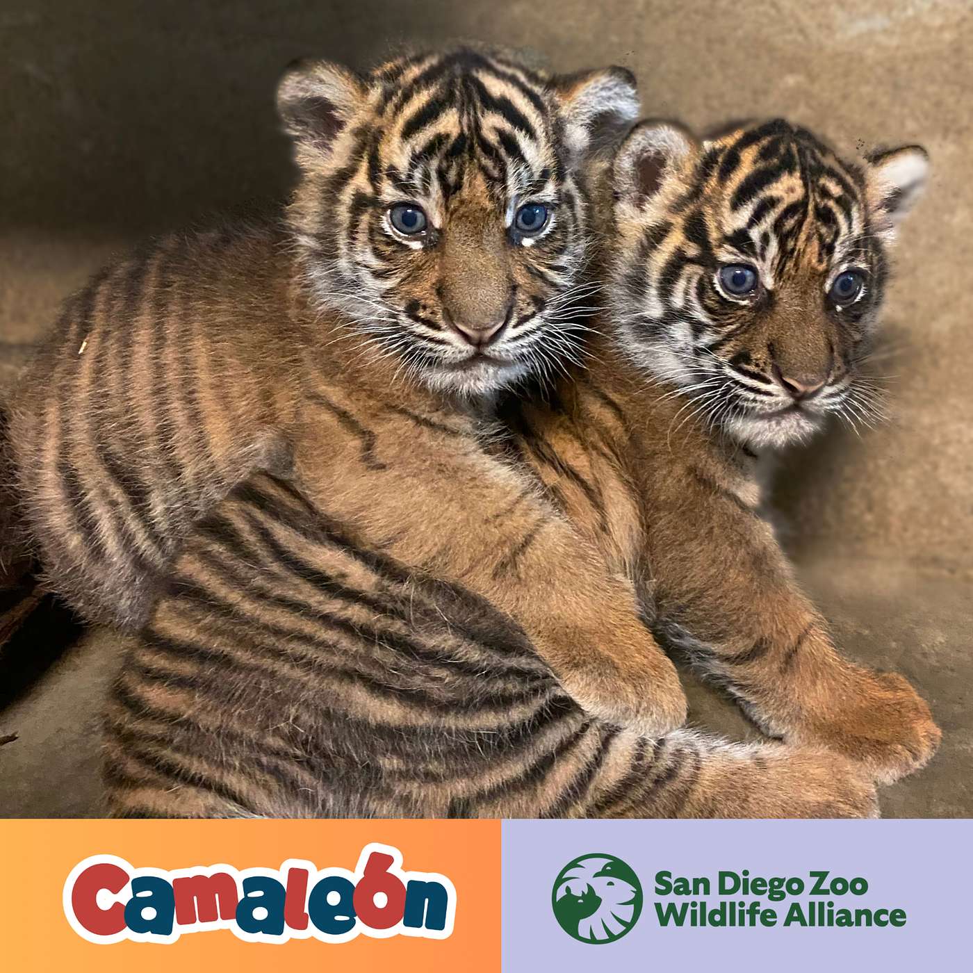¿Por qué los Tigres de Sumatra son los más pequeños de todos? episode artwork