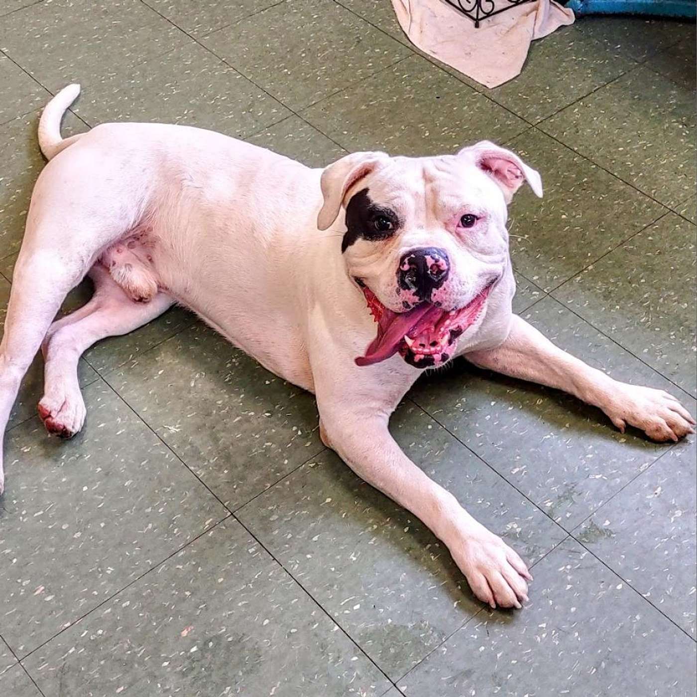 Meet Marshmallow! He's up for adoption at the SPCA Serving McKean County!