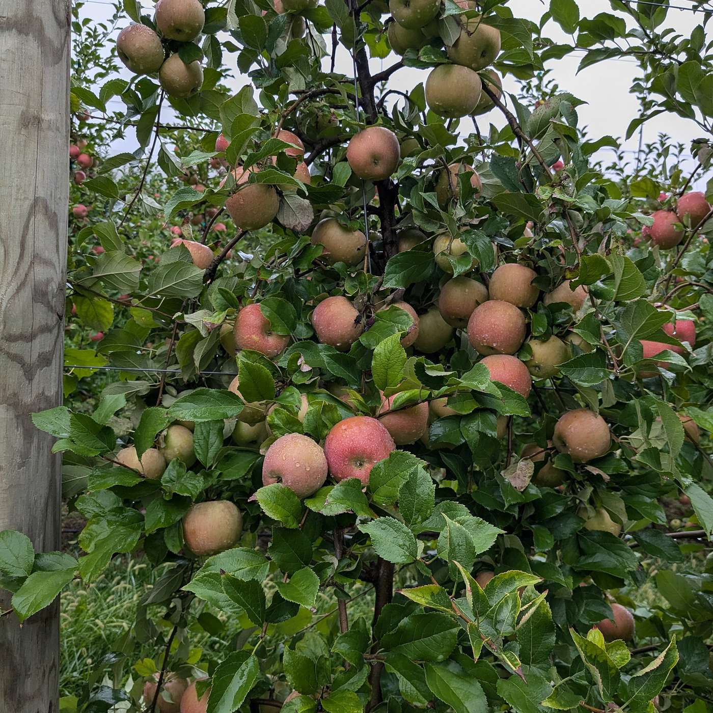 Season 5, Episode 15 - End of Season Orchard Maintenance