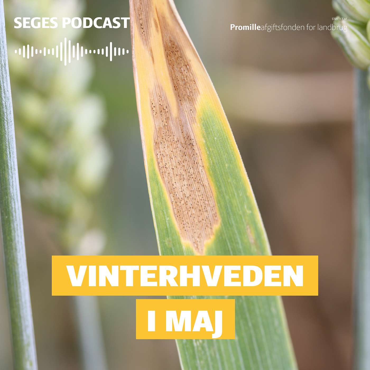 Din Mark Lige Nu: Vinterhveden i maj Din Mark Lige Nu: Vinterhveden i maj