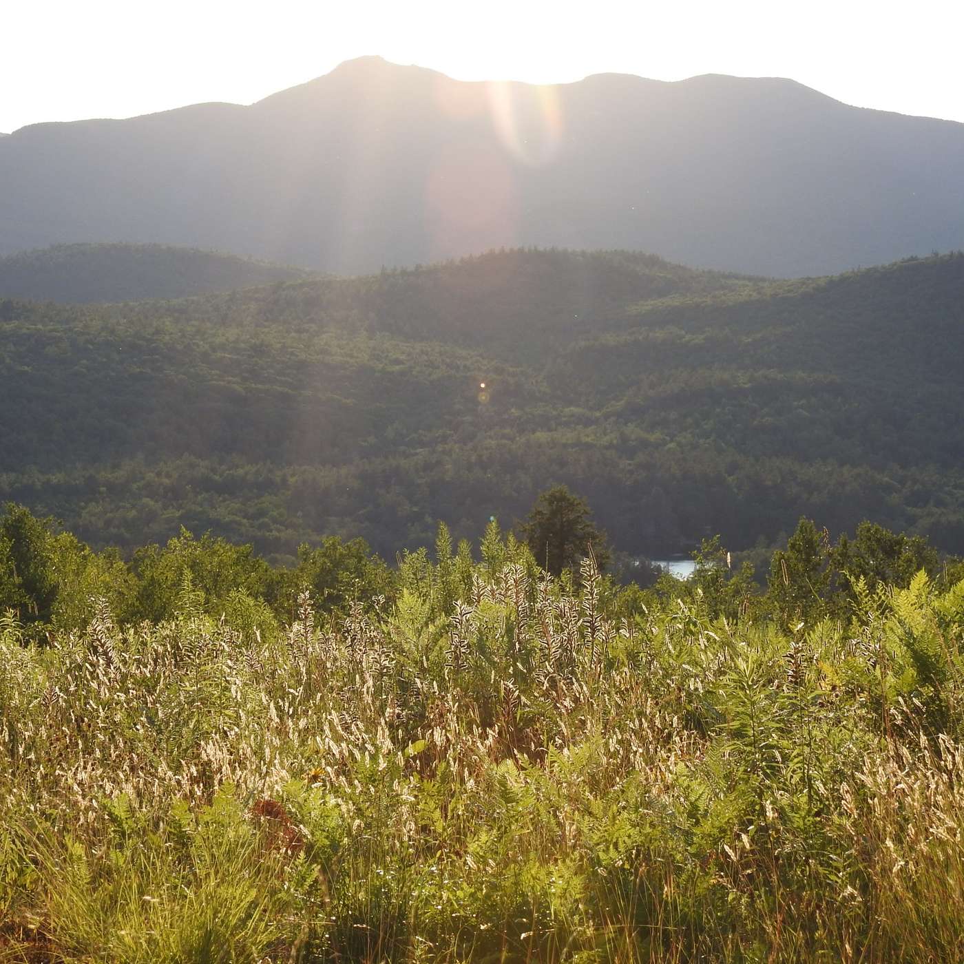 THE EVENING SUN SHINING THROUGH THE GRASS