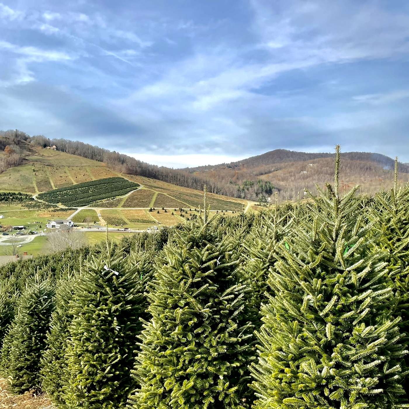 North Carolina: Home of North America's Most Popular Christmas Tree with Dr. Jim Hamilton