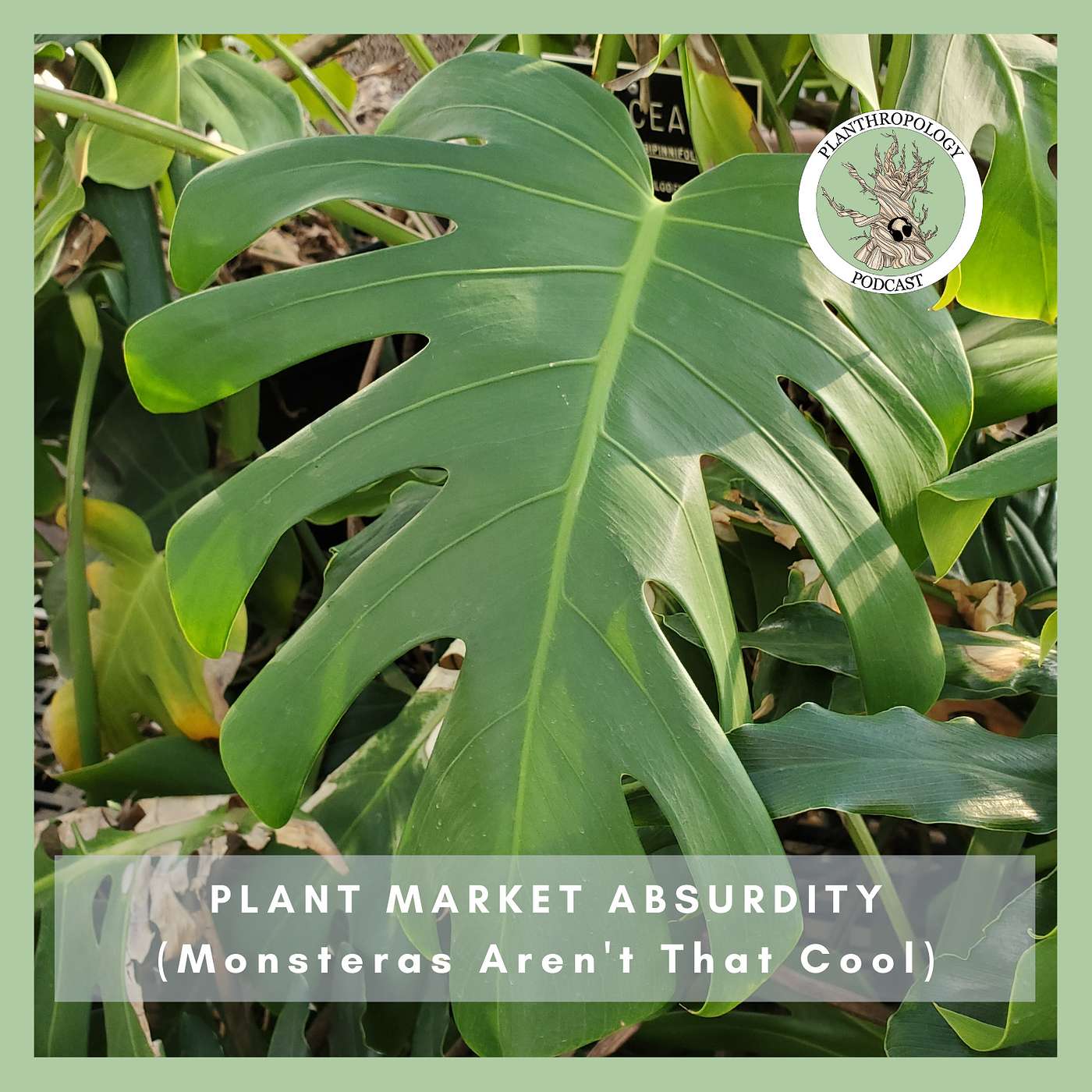 70. Plant Market Absurdity- Monsteras Aren't That Cool