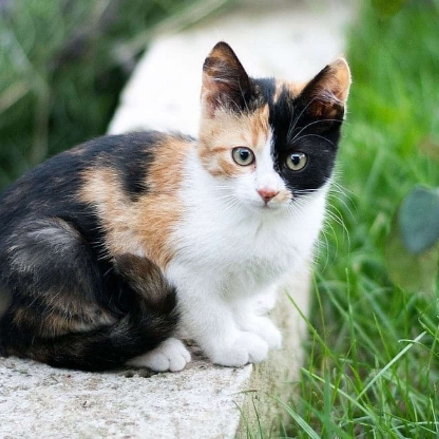 Die Katzenwelt