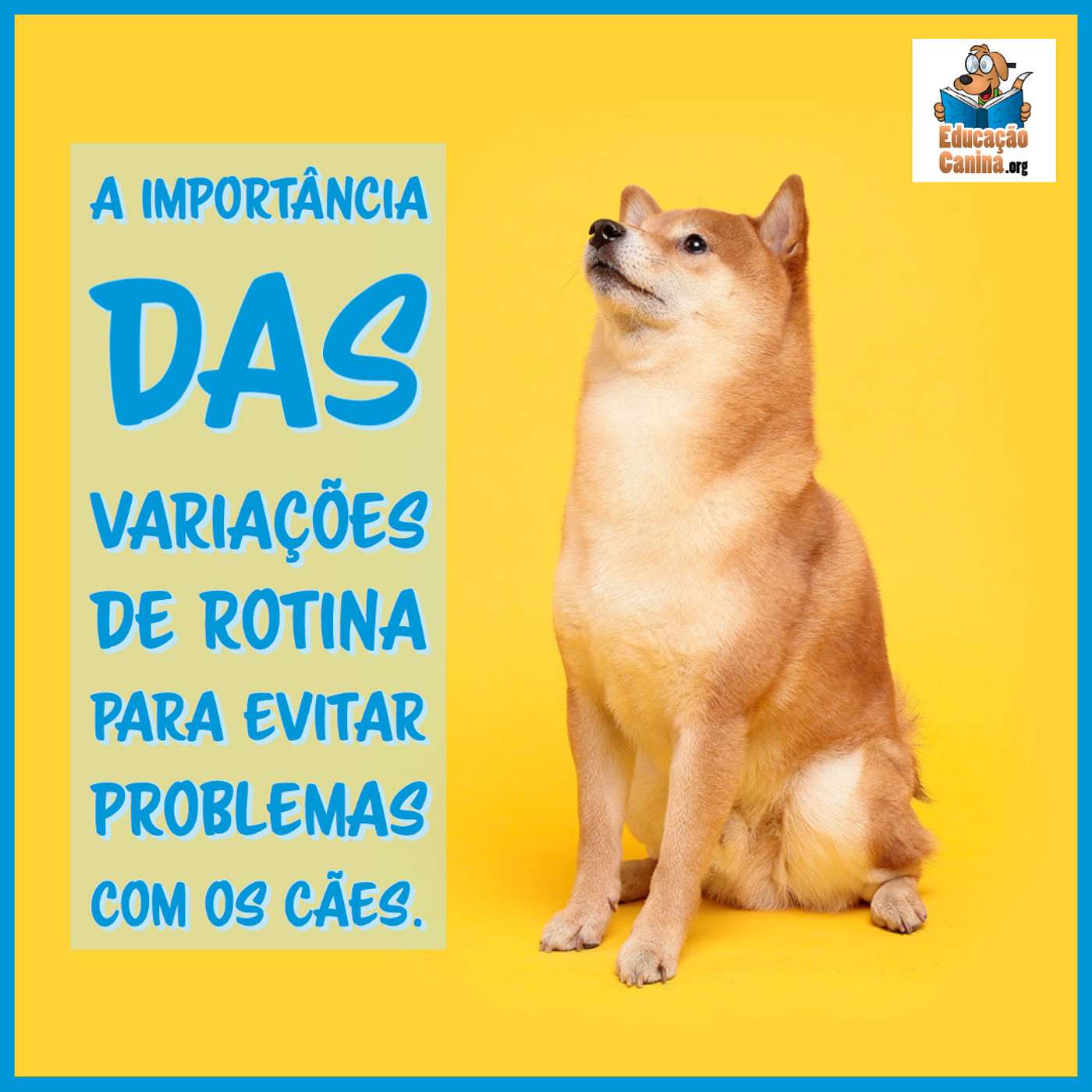 A importância das variações de rotina para evitar problemas com os cães.