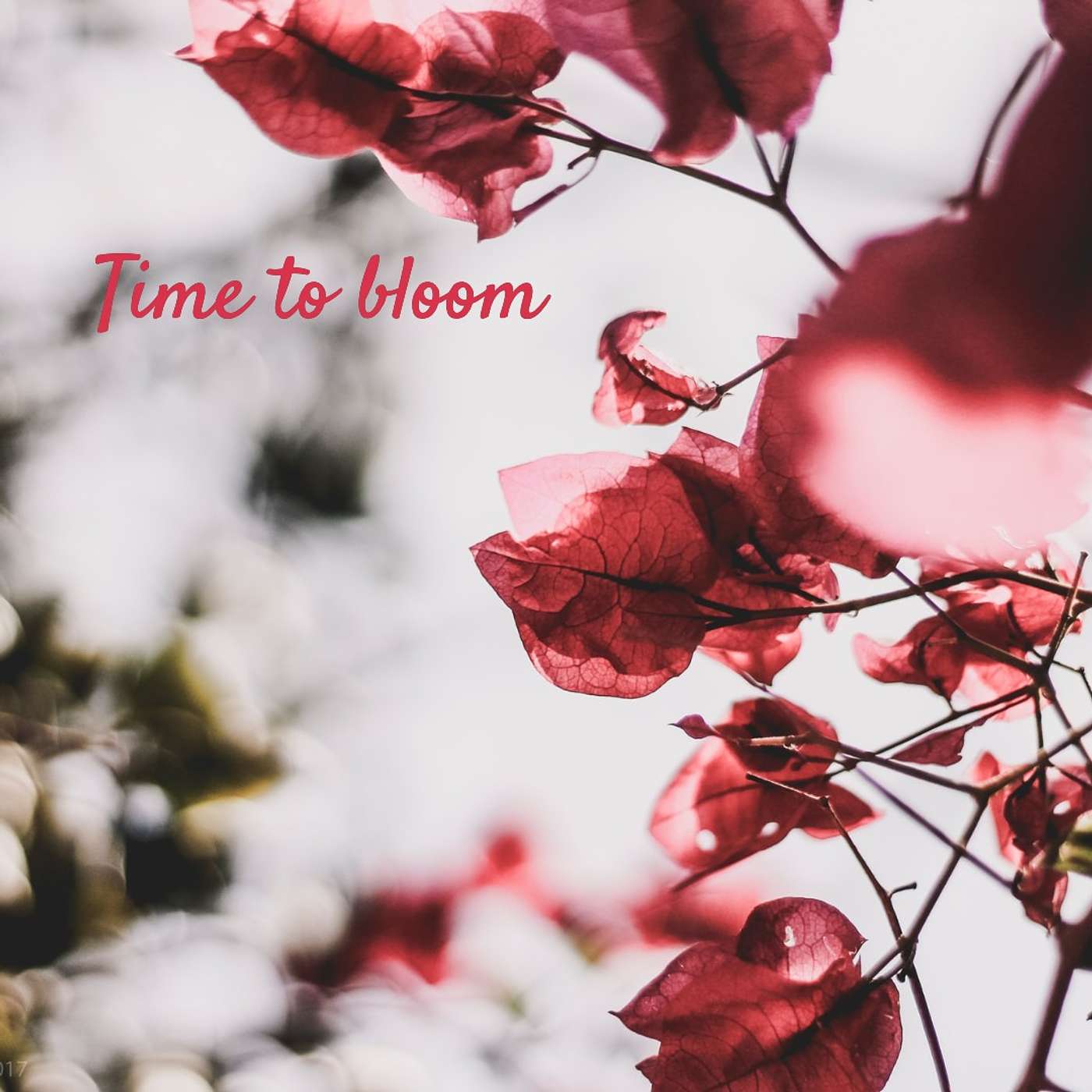 #281 time to bloom episode artwork