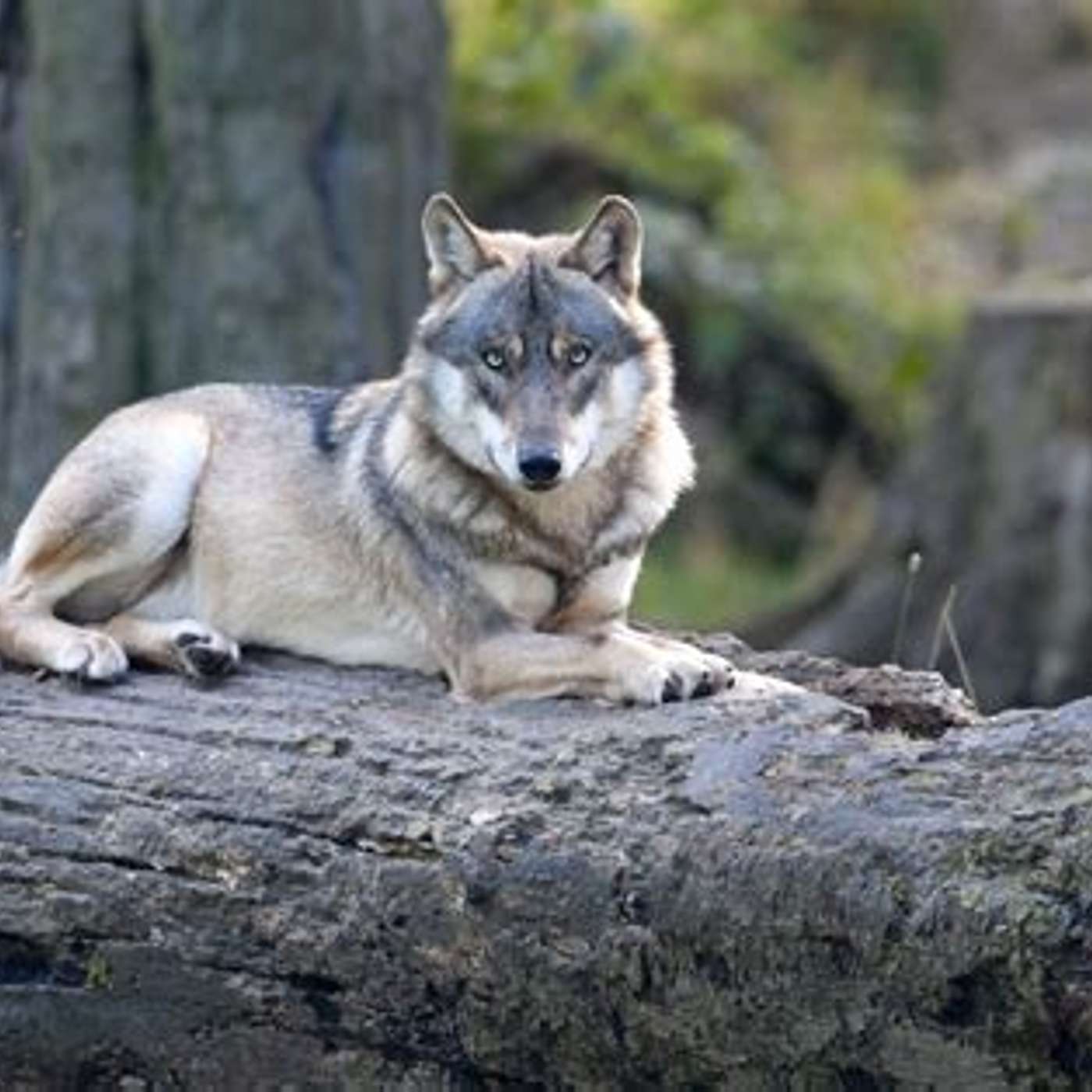 Wolves..Good for the. environment episode artwork