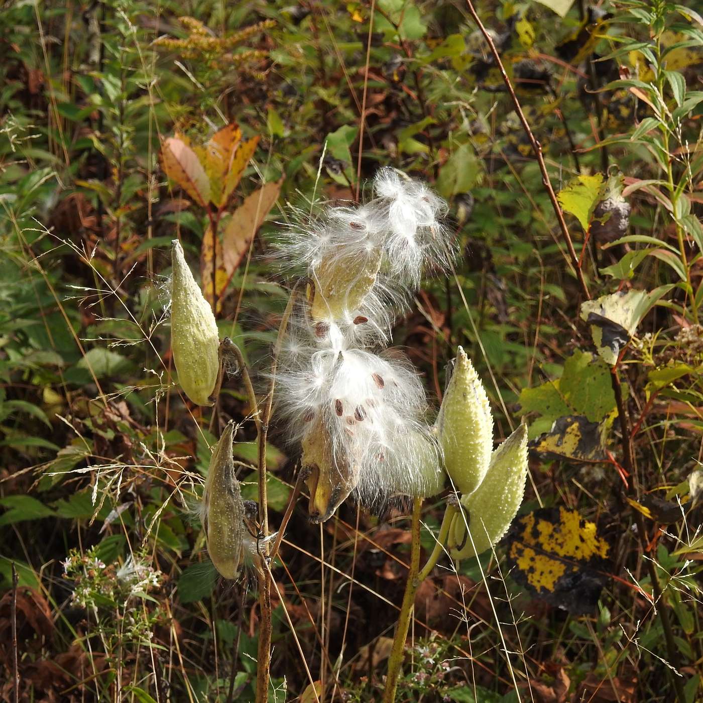 A HAUNTED MILKWEED PATCH