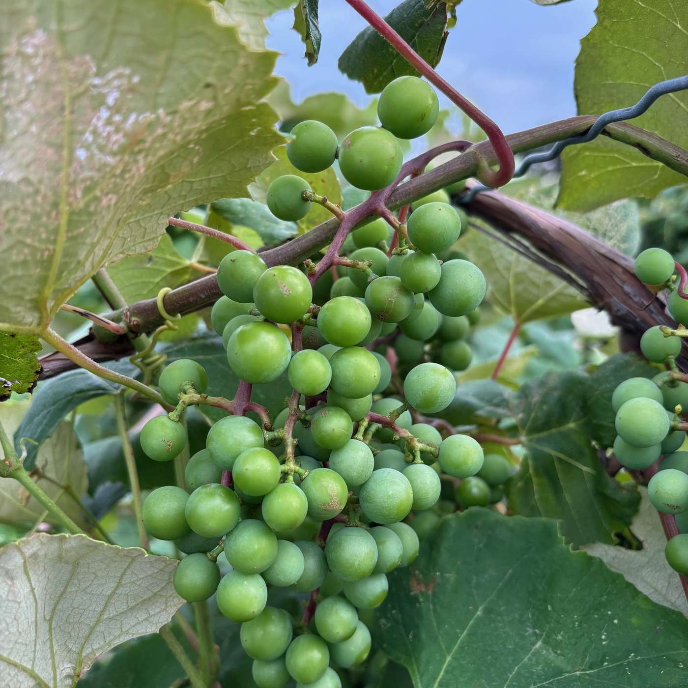 Between the Vines