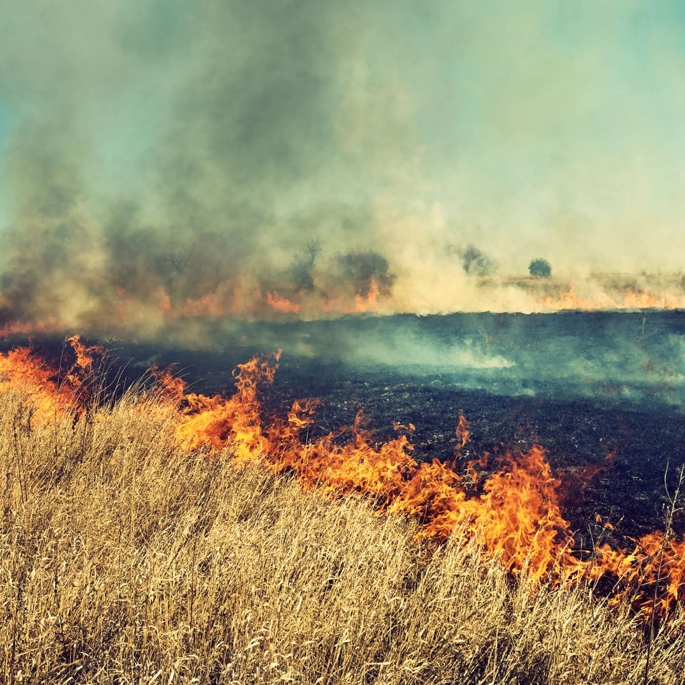 Episode #13: Prescribed burning in the Kansas Flint Hills Episode #13: Prescribed burning in the Kansas Flint Hills