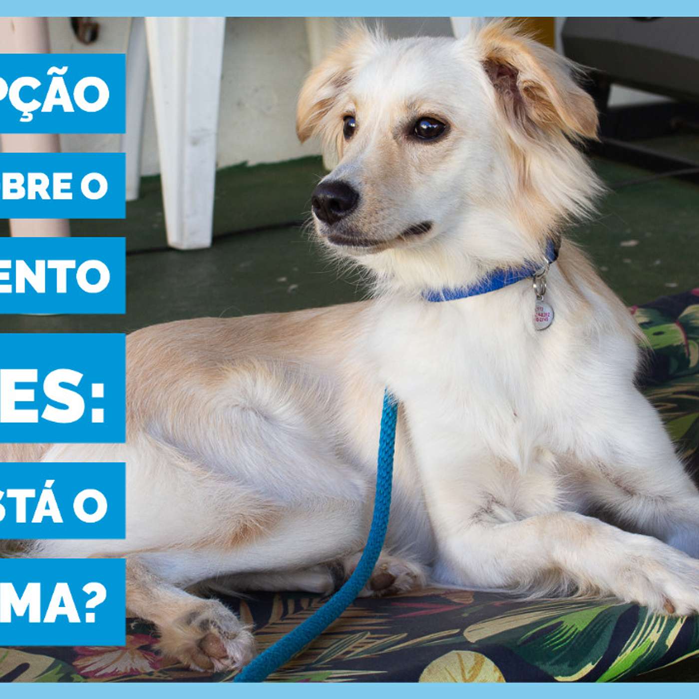 A percepção humana sobre o treinamento de cães: aonde está o problema? episode artwork