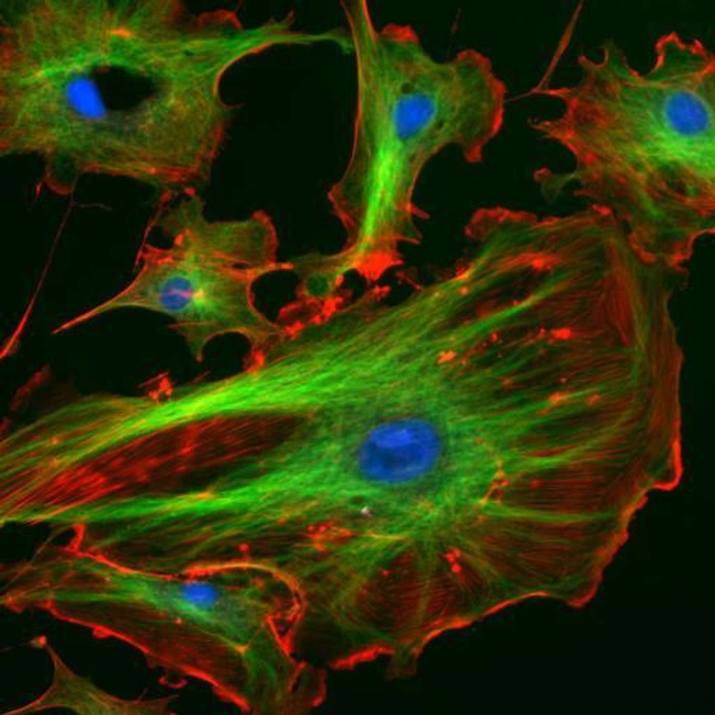 3. Why cells are more interesting than you think!
