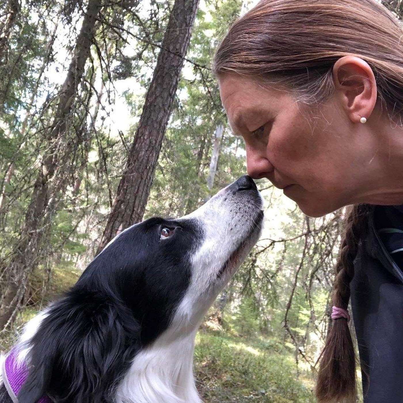 41 - Hadde det bare ikke vært for...