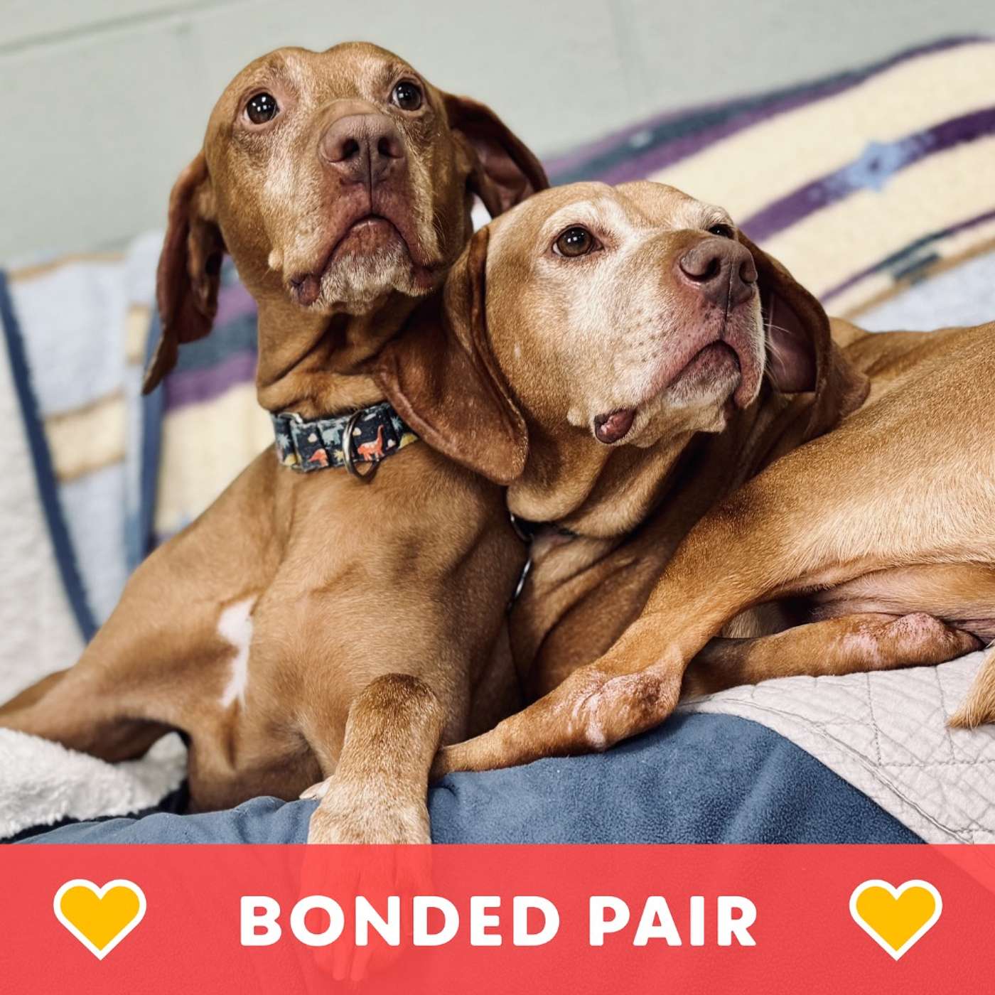 Two is Better Than One: Meet Todd & Piper episode artwork