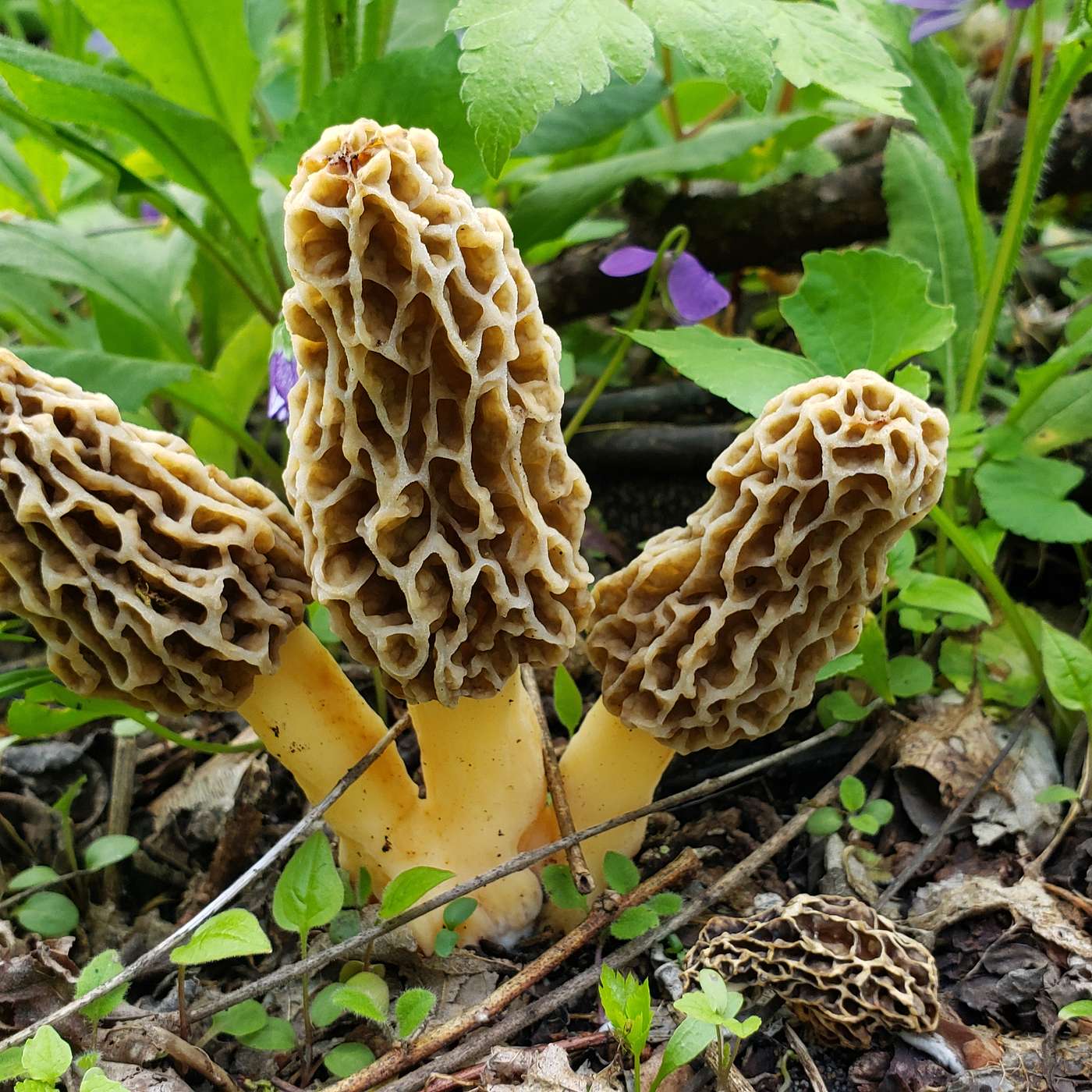 Nature Walk with Guide Vince Aiello Ep 173