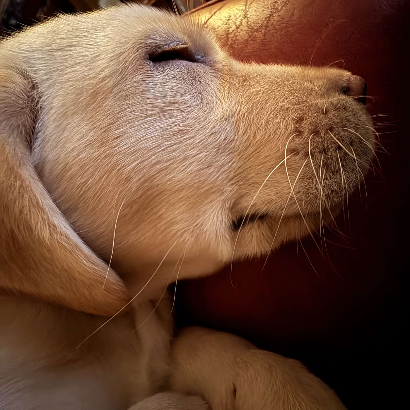 Sunday Part 1: Barnaby Rudge Ch XLII; And Mr Katt grumbles about The New Puppy