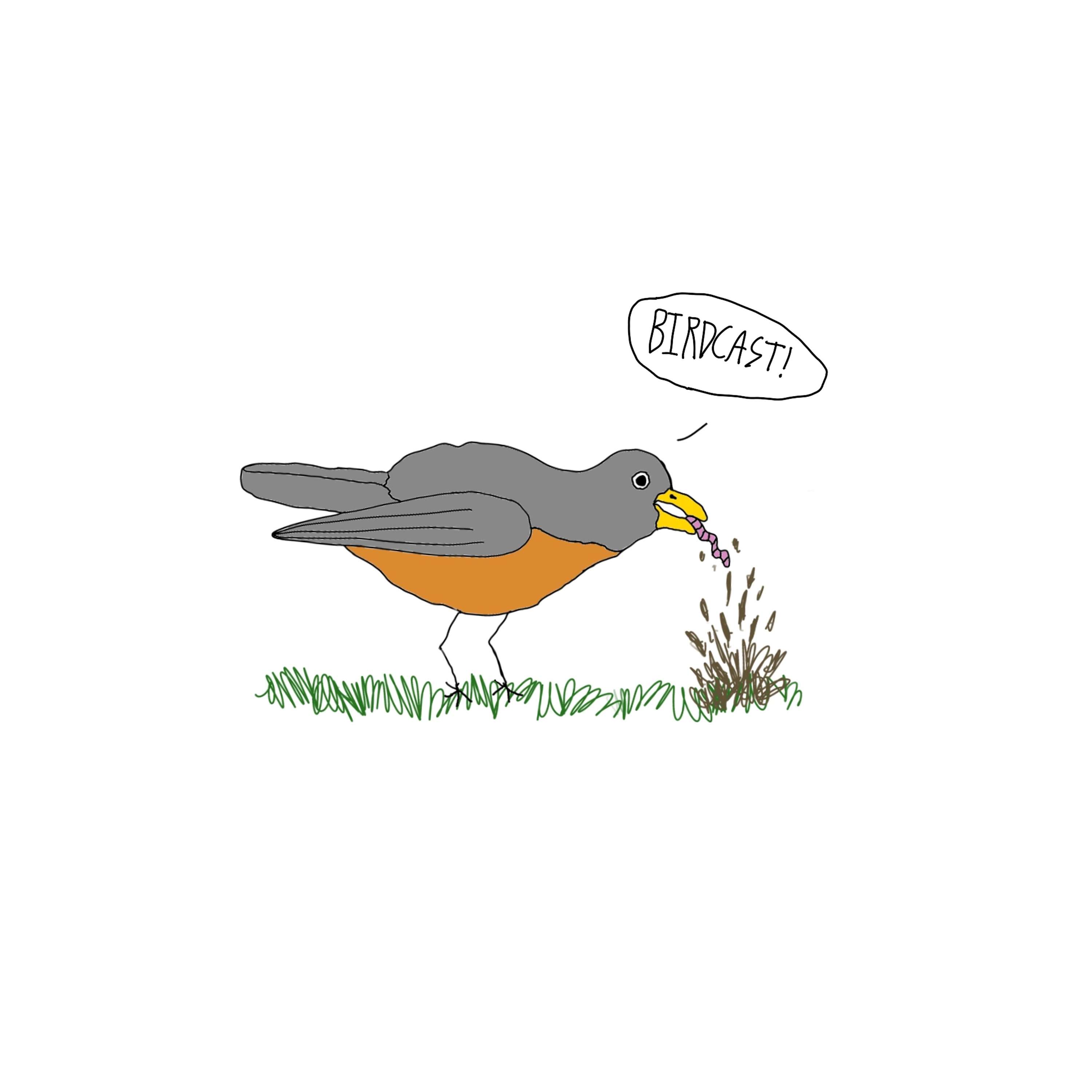 BIRDCAST - A Birder's Podcast