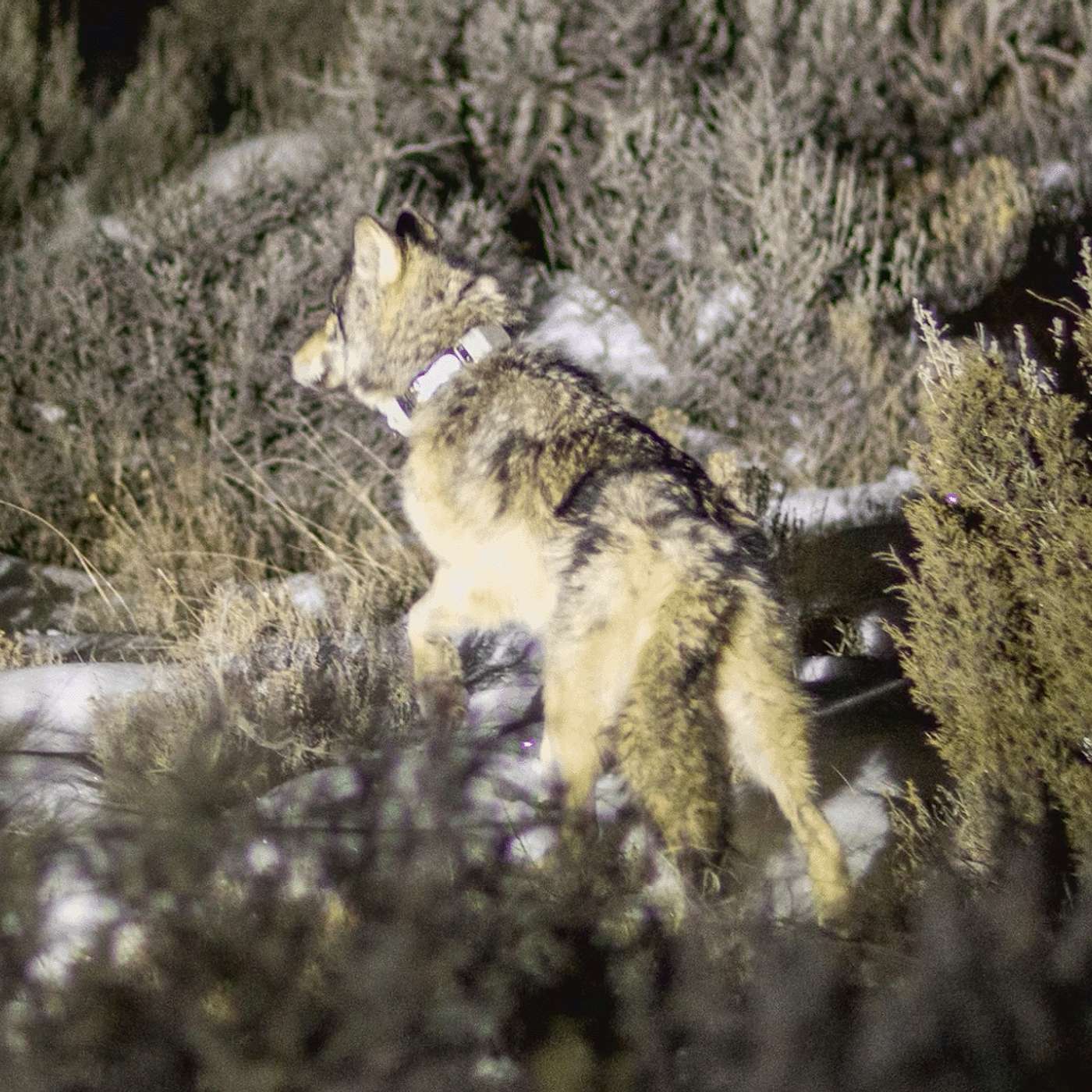 Colorado Expands Wolf Range Rider Program to Southwest
