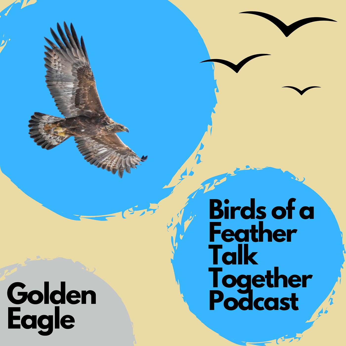 118: Golden Eagle - One of the largest and fastest raptors in North America