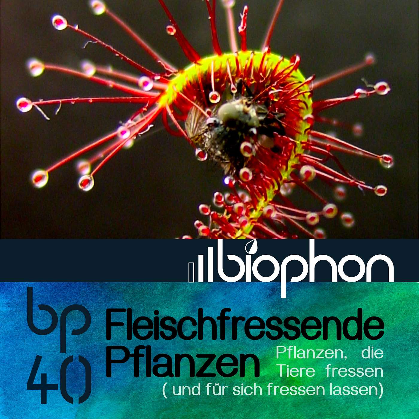 bp42: Fleischfressende Pflanzen - Pflanzen, die Tiere fressen (und für sich fressen lassen)